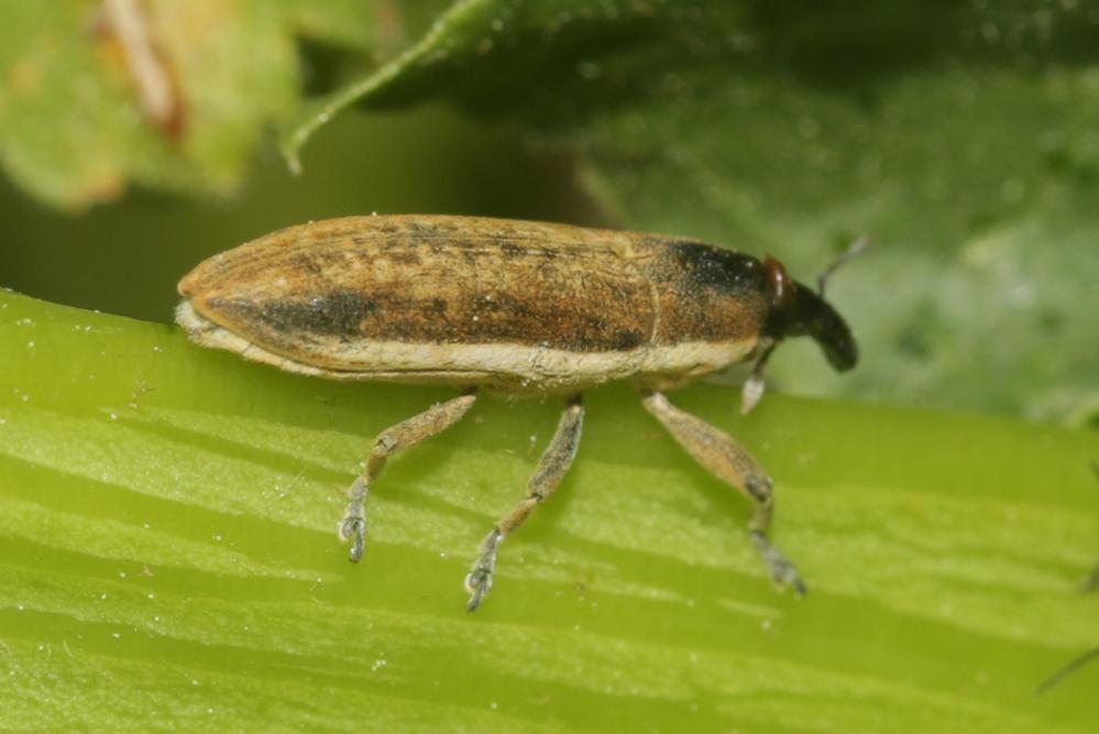  Lixus juncii Boheman, 1835