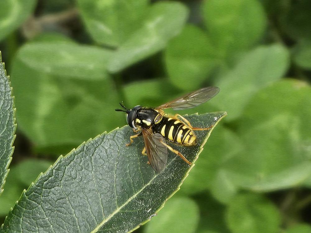  Chrysotoxum cautum (Harris, 1776)