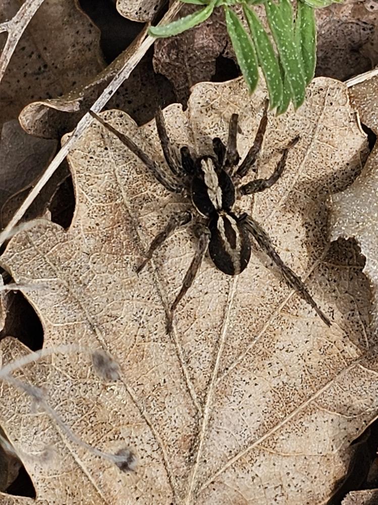 Alopecosa albofasciata (Brullé, 1832)