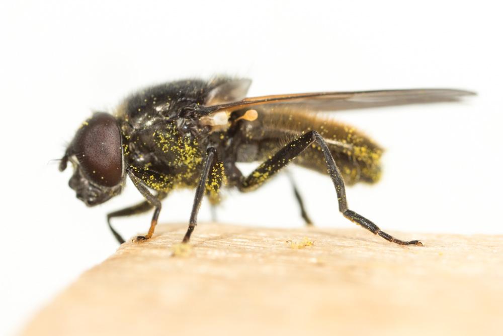 Cheilosia ranunculi Doczkal, 2000