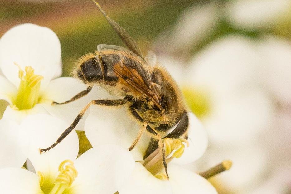  Eristalis arbustorum (Linnaeus, 1758)