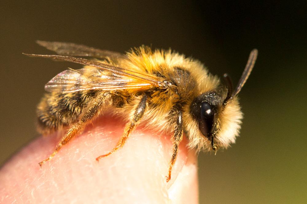  Andrena ferrugineicrus Dours, 1872
