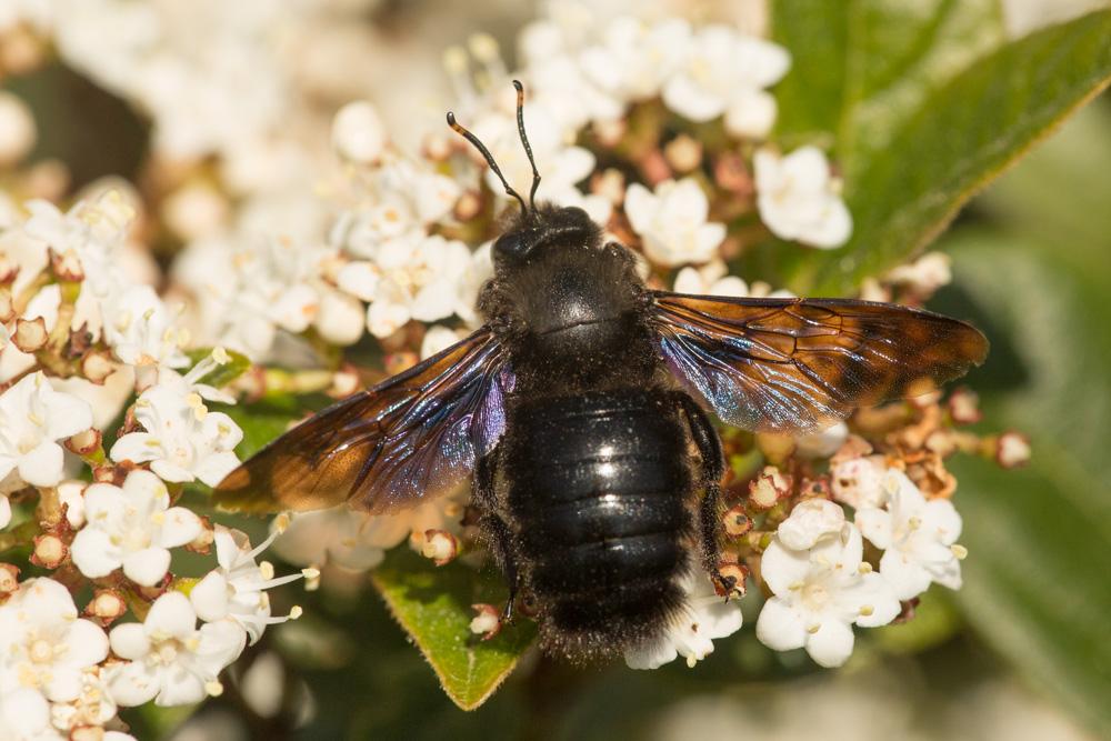 Abeille charpentière, Xylocope violet Xylocopa violacea (Linnaeus, 1758)