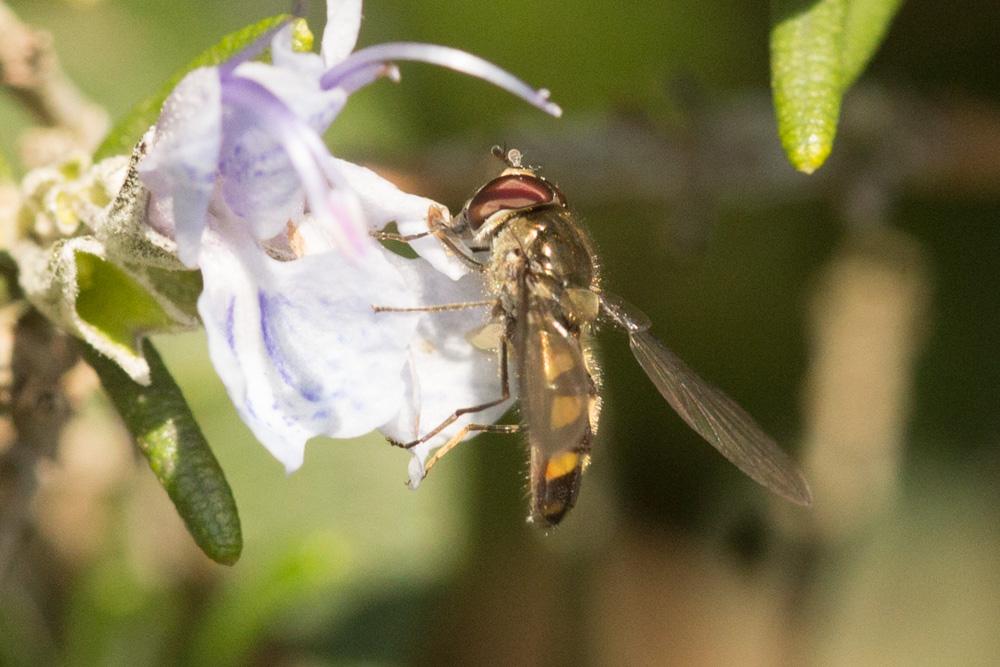  Meliscaeva auricollis (Meigen, 1822)
