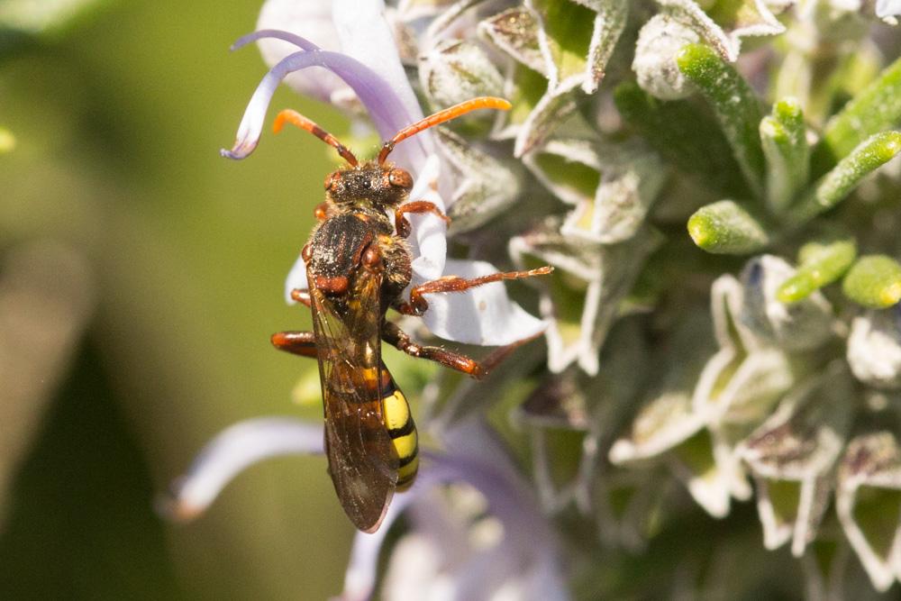  Nomada signata Jurine, 1807