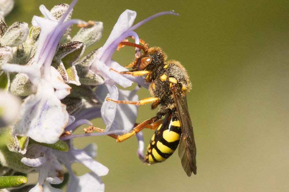 Nomada fulvicornis Fabricius, 1793