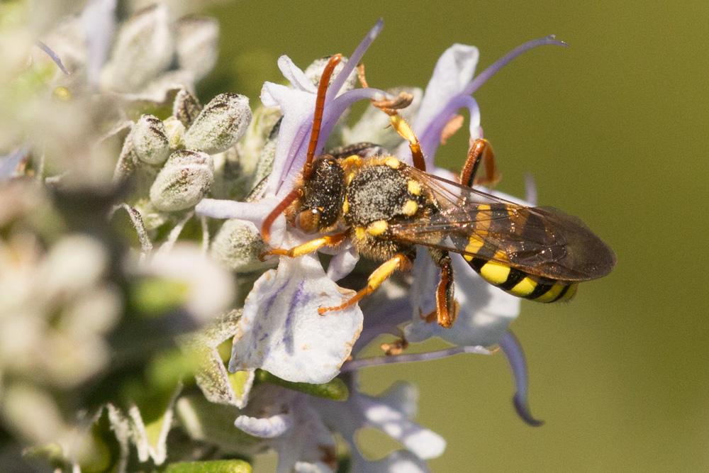 Nomada fulvicornis Fabricius, 1793