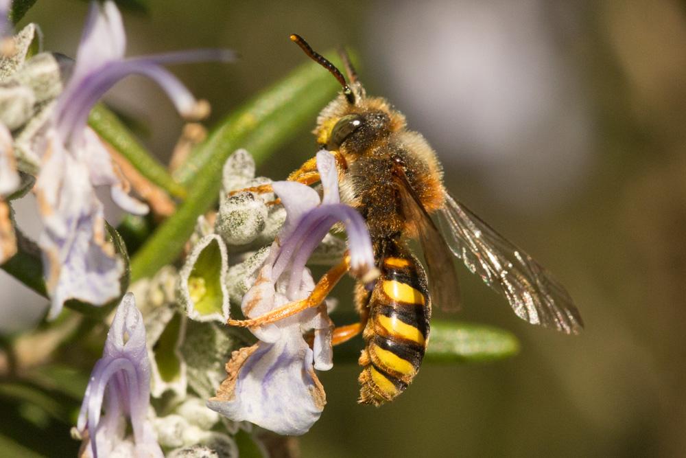  Nomada agrestis Fabricius, 1787