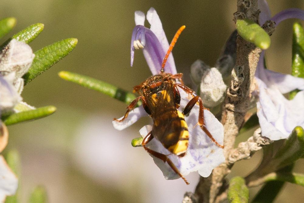  Nomada signata Jurine, 1807