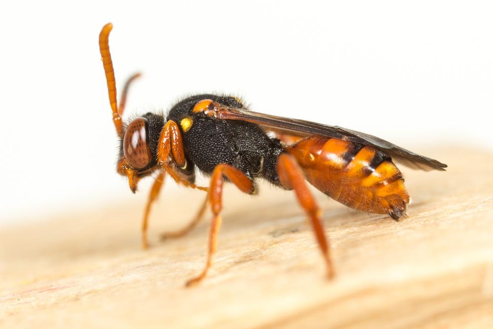  Nomada bifasciata Olivier, 1811