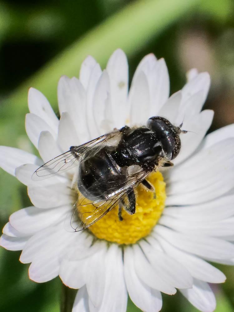  Eristalinus sepulchralis (Linnaeus, 1758)