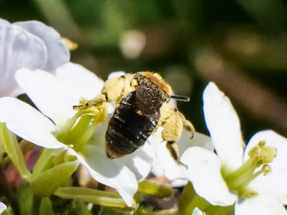Andrena lagopus Latreille, 1809