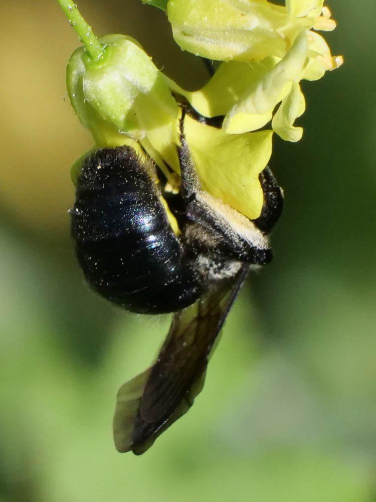  Andrena pilipes Fabricius, 1781
