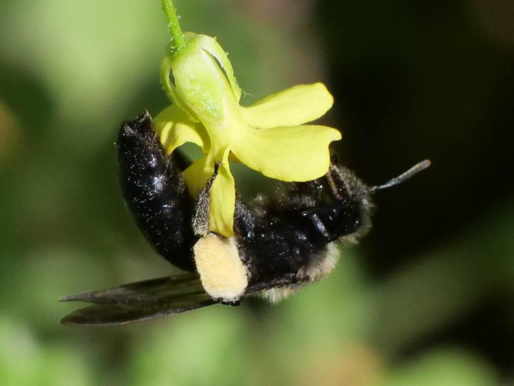Andrena pilipes Fabricius, 1781