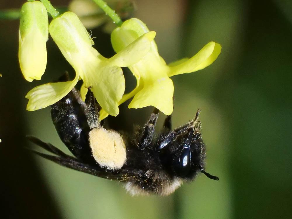  Andrena pilipes Fabricius, 1781