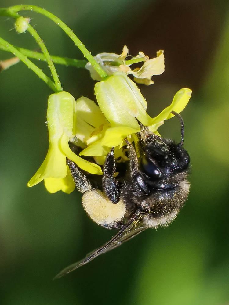  Andrena pilipes Fabricius, 1781
