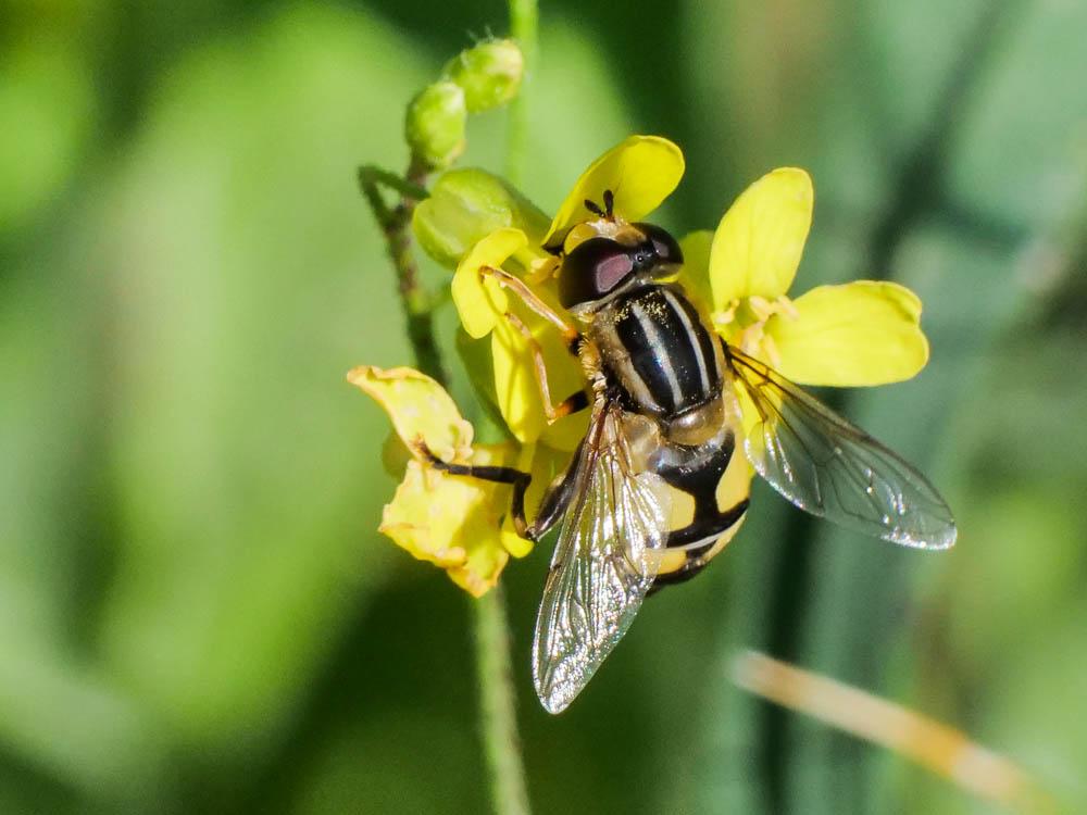  Helophilus trivittatus (Fabricius, 1805)