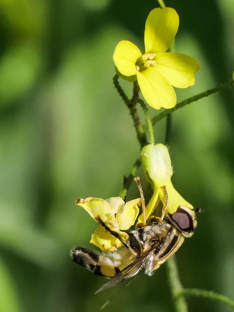  Helophilus trivittatus (Fabricius, 1805)