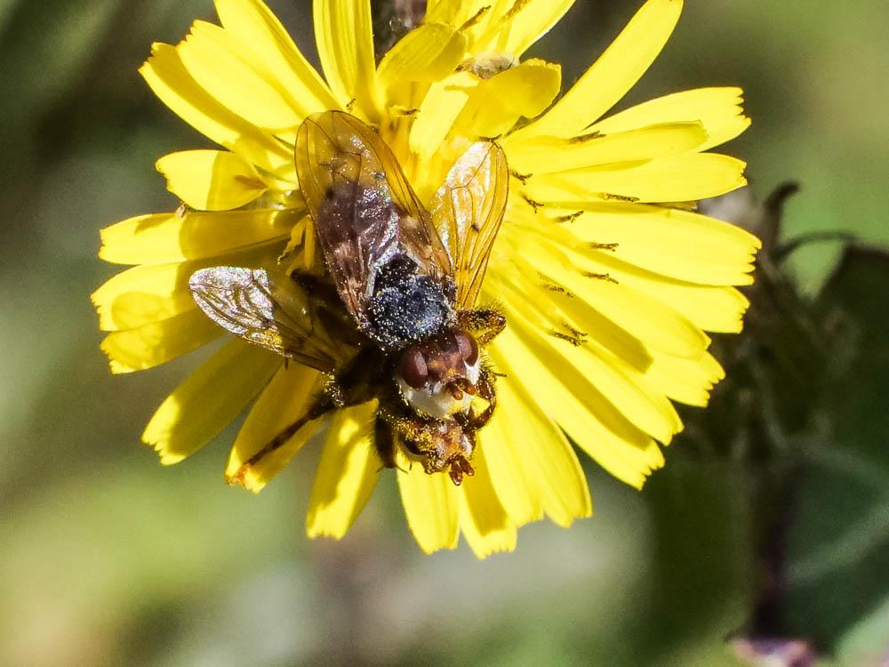 Conopidae
