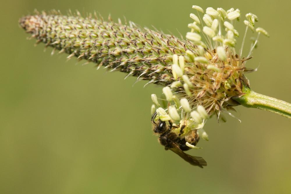  Andrena orbitalis Morawitz, 1871