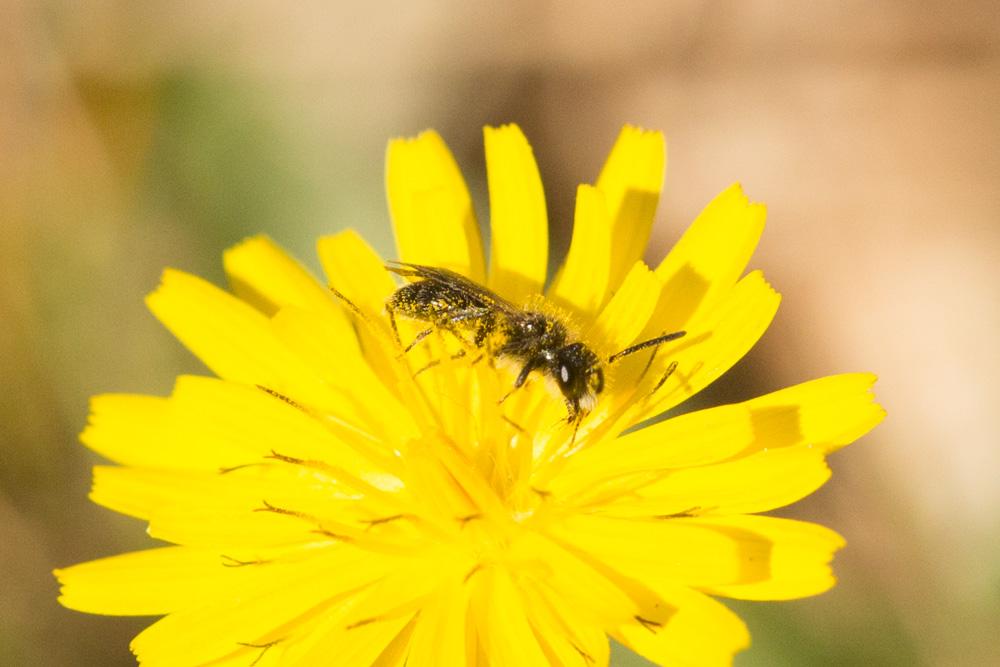  Andrena Fabricius, 1775