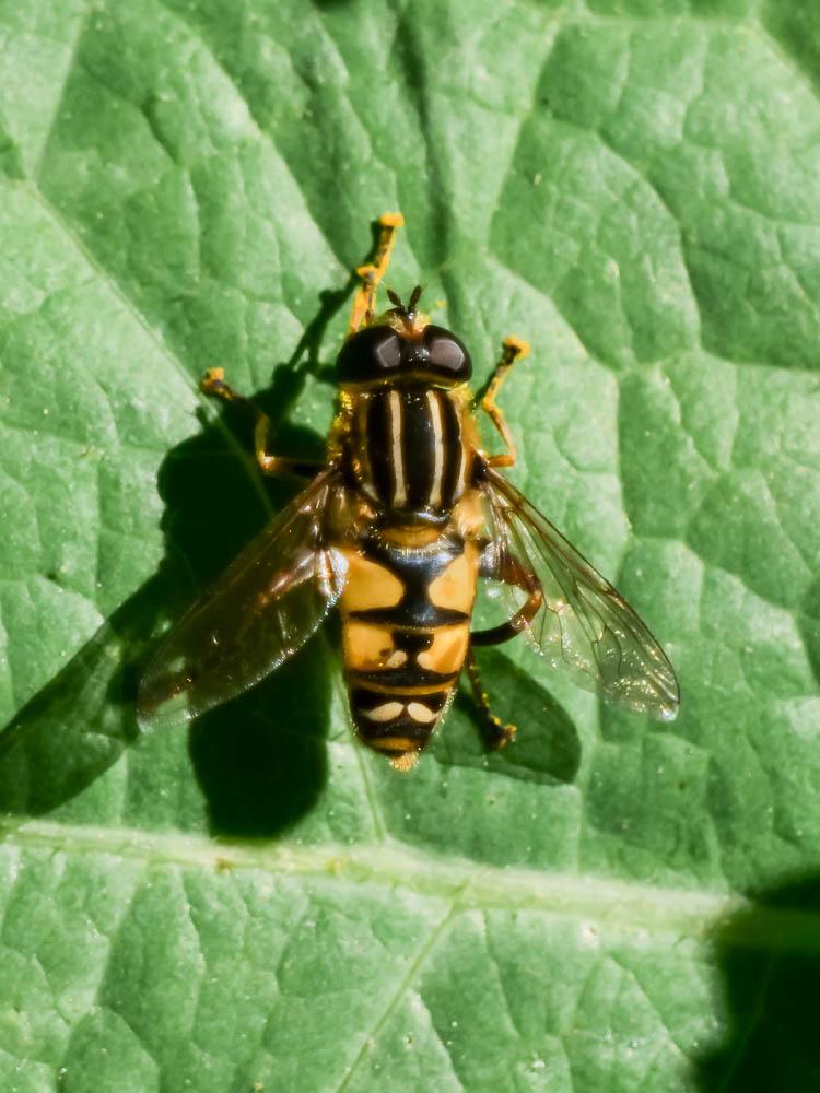  Helophilus pendulus (Linnaeus, 1758)