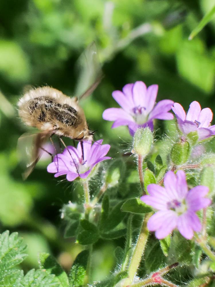  Bombylius Linnaeus, 1758