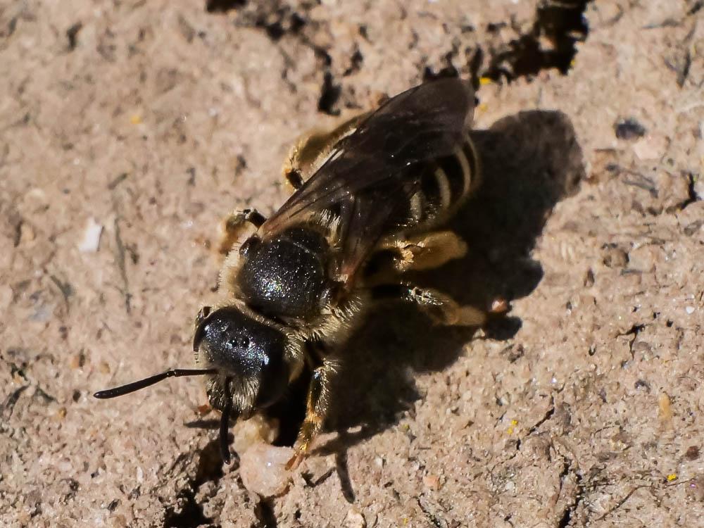 Halictus Latreille, 1804