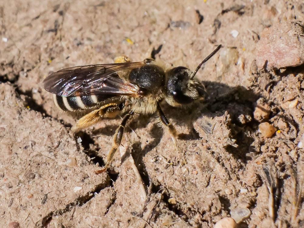  Halictus Latreille, 1804