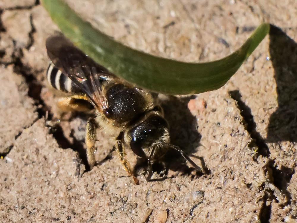  Halictus Latreille, 1804