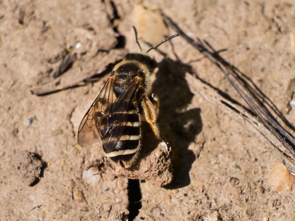  Halictus Latreille, 1804