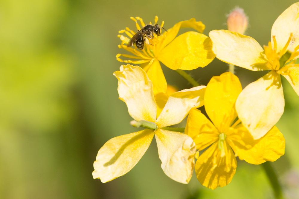 Andrena Fabricius, 1775
