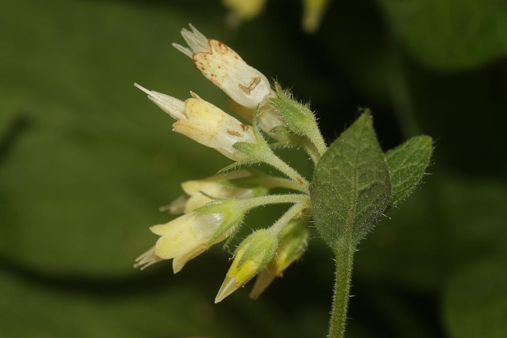 Consoude à bulbe Symphytum bulbosum K.F.Schimp., 1825