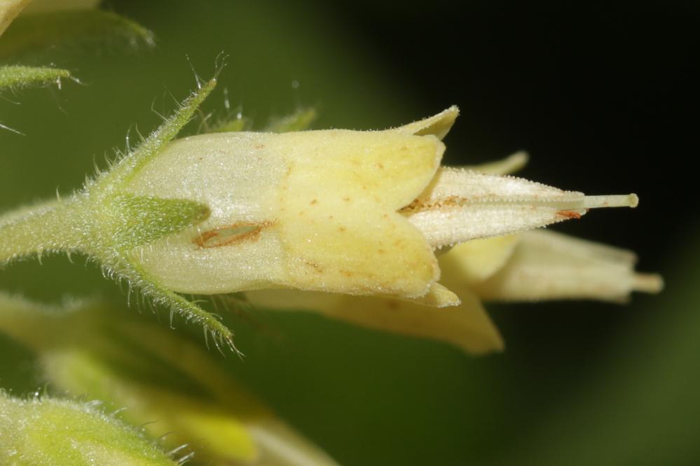 Consoude à bulbe Symphytum bulbosum K.F.Schimp., 1825