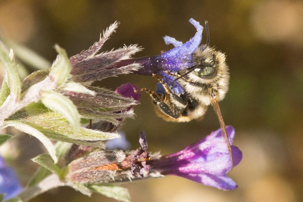 Osmia aurulenta (Panzer, 1799)