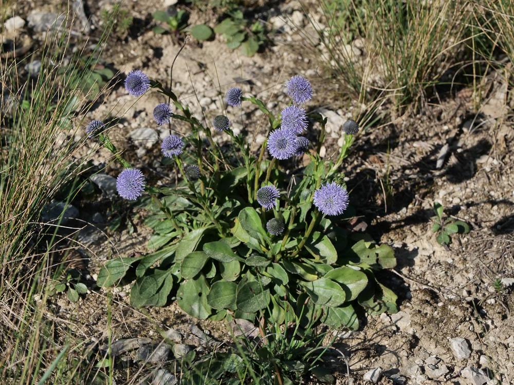 Globulaire commune, Globulaire vulgaire, Globulair Globularia bisnagarica L., 1753