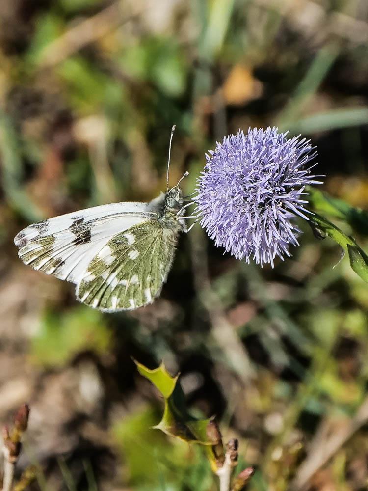 Marbré-de-vert (Le), Piéride du Réséda (La), Marbr Pontia daplidice (Linnaeus, 1758)