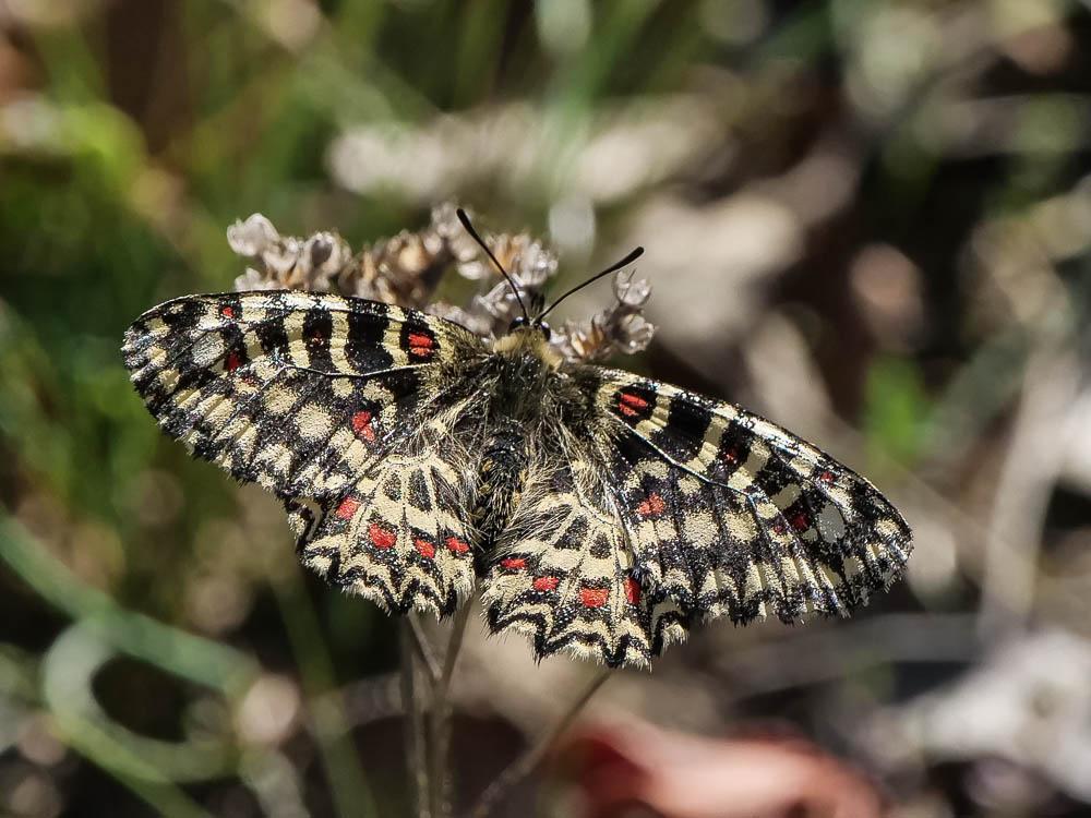 Proserpine (La), Thaïs écarlate (La), Proserpine d Zerynthia rumina (Linnaeus, 1758)