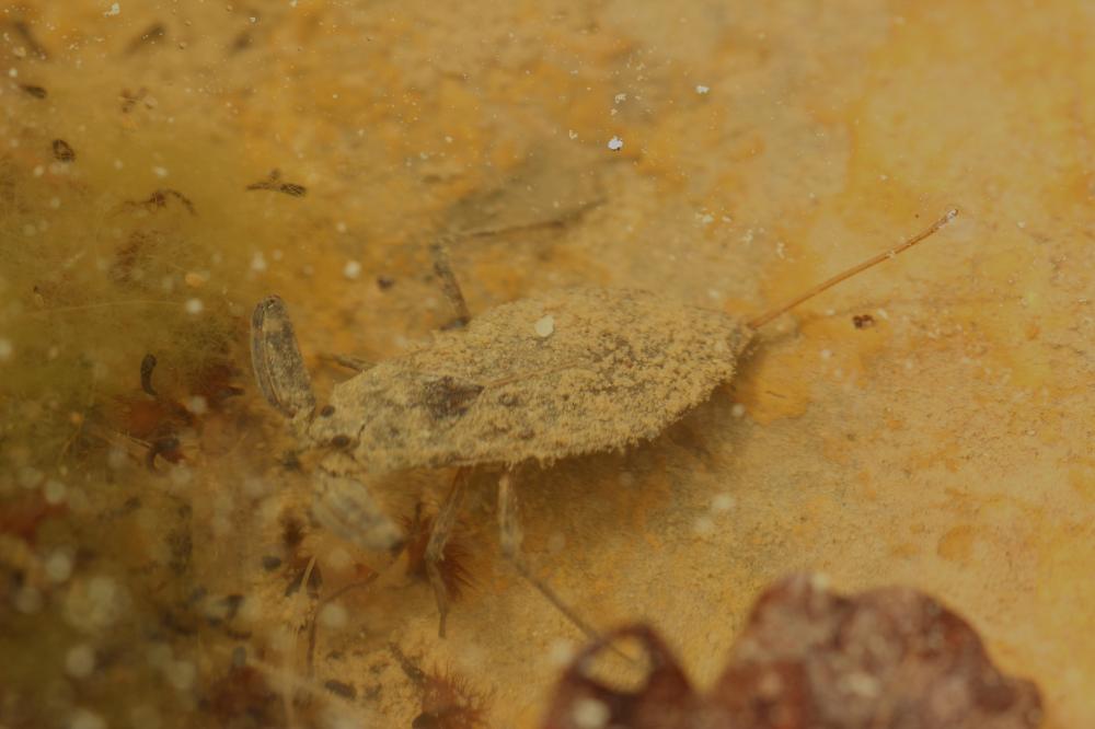 Nèpe cendrée, Nèpe rousse, Scorpion d'eau, Punaise Nepa cinerea Linnaeus, 1758