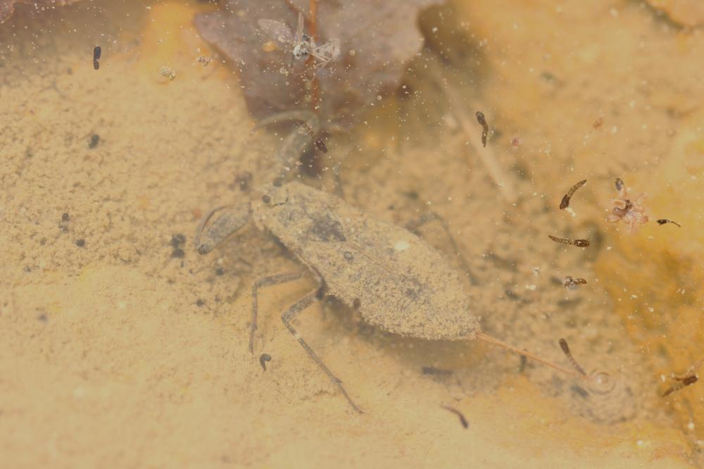 Nèpe cendrée, Nèpe rousse, Scorpion d'eau, Punaise Nepa cinerea Linnaeus, 1758