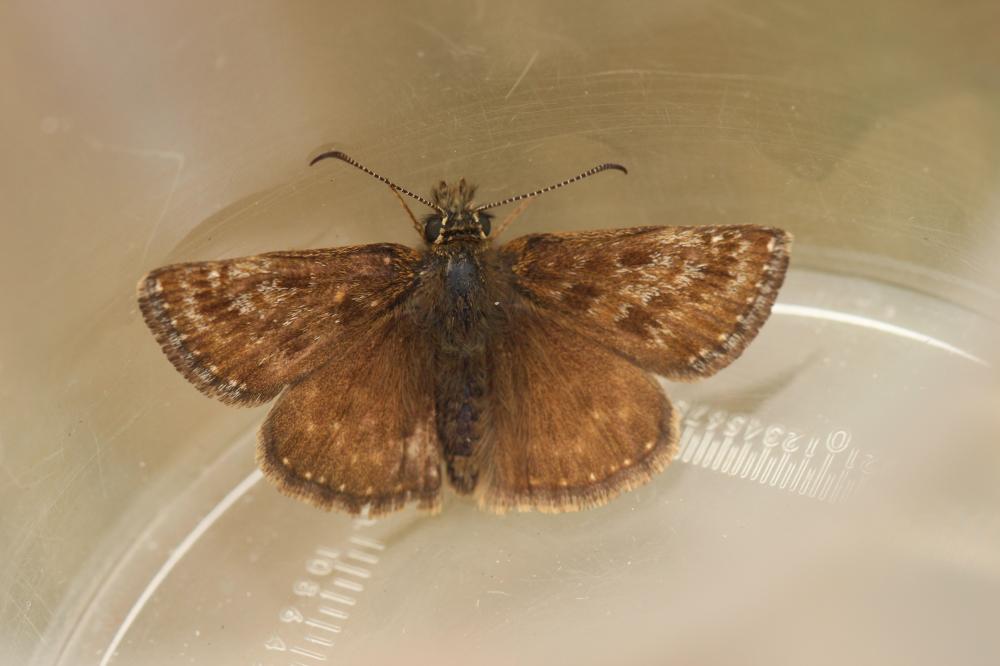 Point de Hongrie (Le), Grisette (La) Erynnis tages (Linnaeus, 1758)