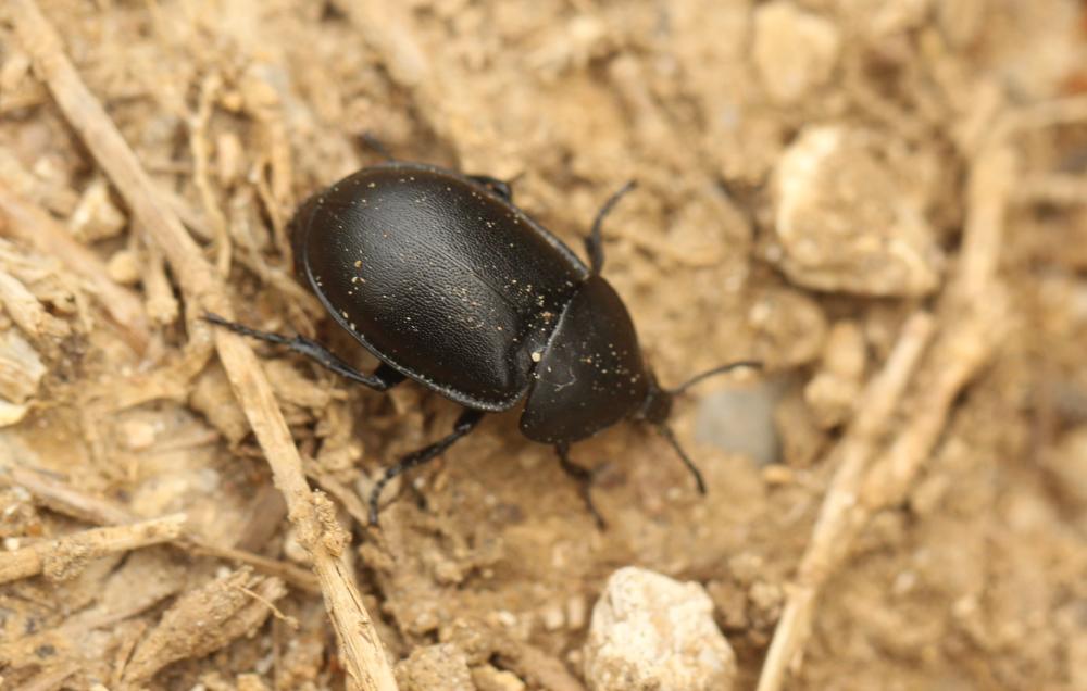 Silphe lisse Ablattaria laevigata (Fabricius, 1775)