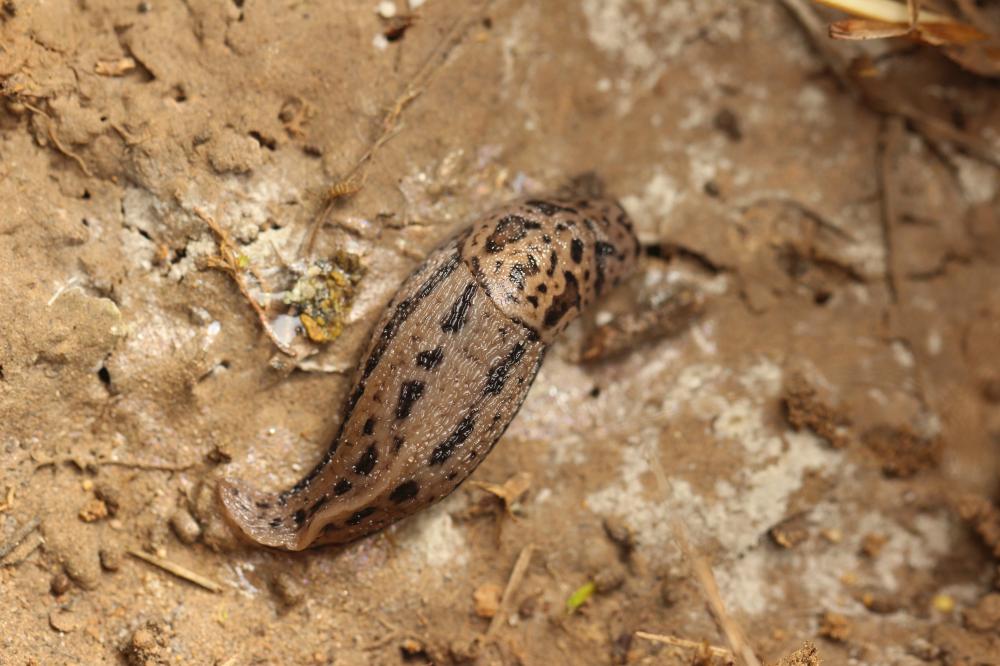 Limace léopard Limax maximus Linnaeus, 1758