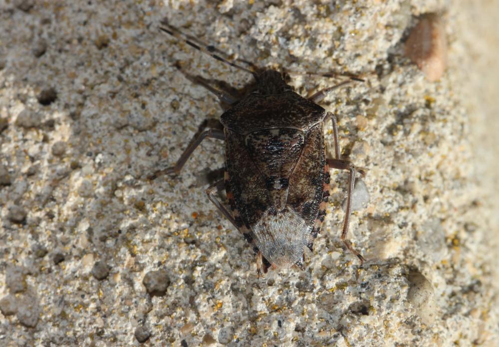 Punaise nébuleuse, Punaise grise Rhaphigaster nebulosa (Poda, 1761)