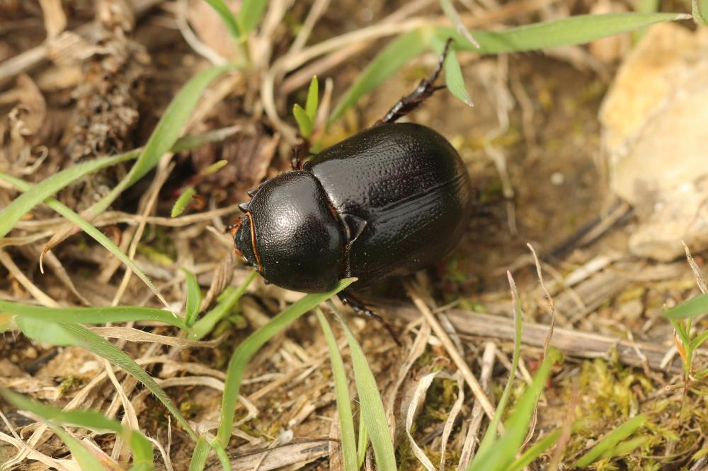  Pentodon bidens punctatum (Villers, 1789)