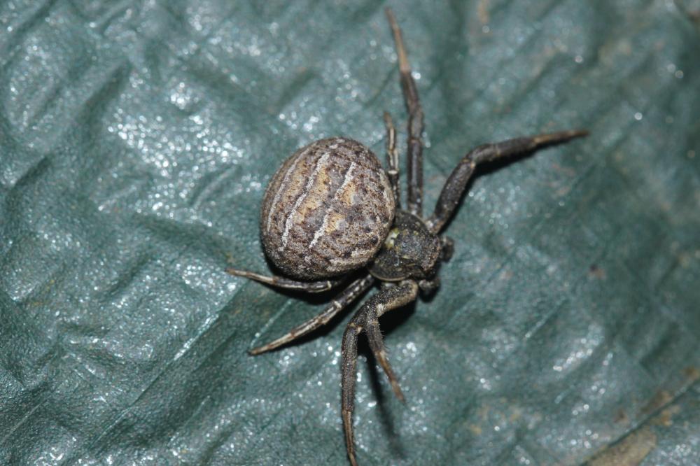 Xystique Xysticus