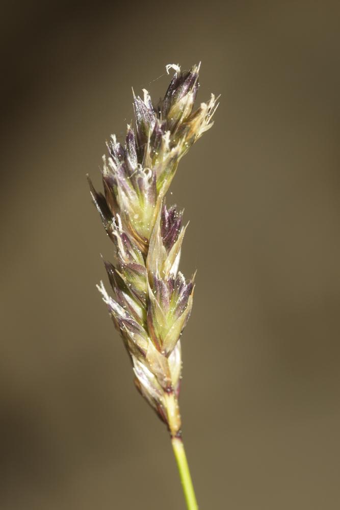 Seslérie blanchâtre, Seslérie bleue Sesleria caerulea (L.) Ard., 1763