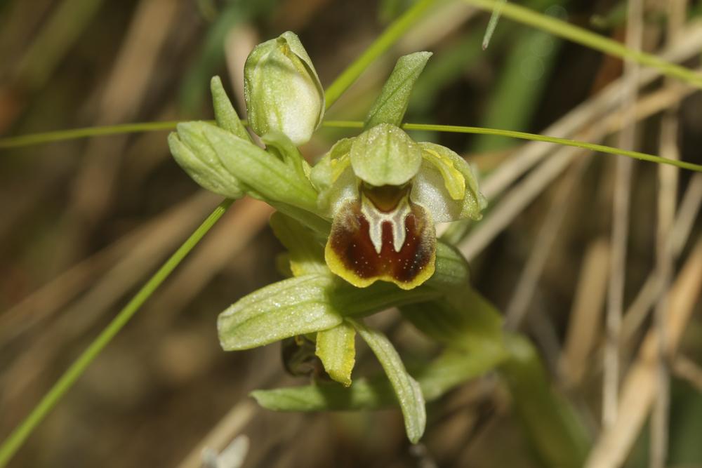 Ophrys araignée, Oiseau-coquet Ophrys aranifera Huds., 1778