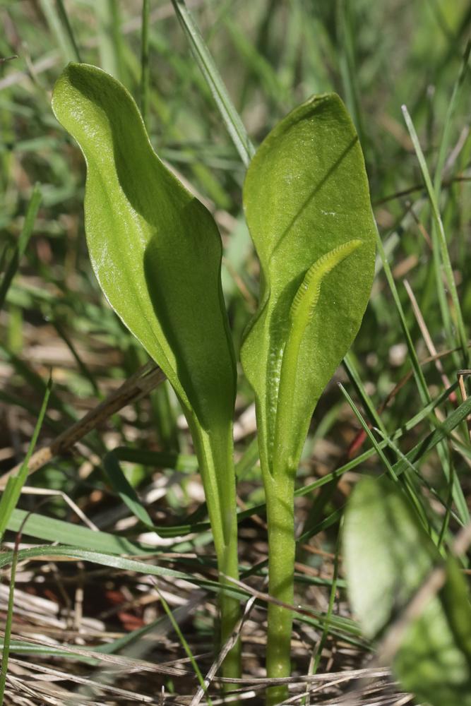 Ophioglosse commun, Langue de serpent, Ophioglosse Ophioglossum vulgatum L., 1753