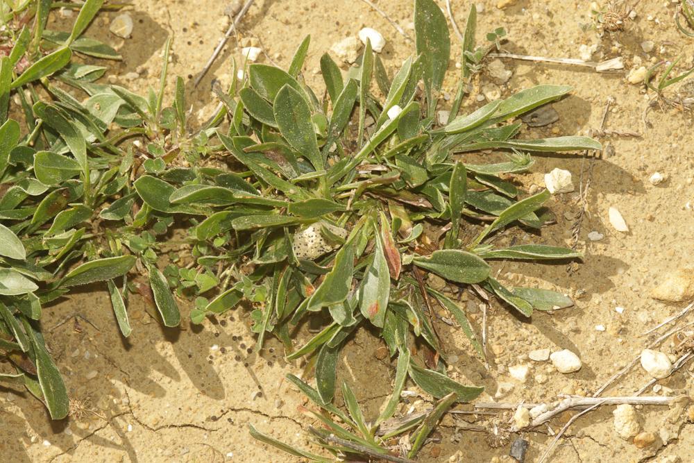 Scorpiure Scorpiurus subvillosus L., 1753